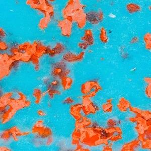 Polygood - Bespoke - Coral Reef